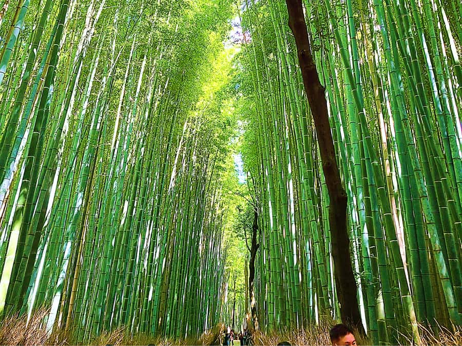 Kyoto Full-Course Tour: Explore 10 Must-Sees & Hidden Gems - What you actually get for $96: guide, time, and value