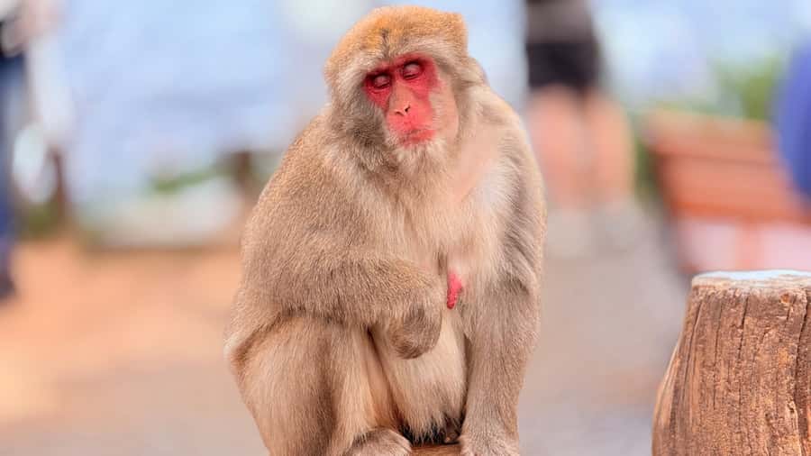 Kyoto: Fushimi, Arashiyama - Bamboo, Monkey, Torii & Secrets - Monkey Park: Wild Monkeys, Steep Climb, Big Views
