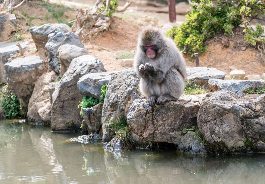 Kyoto: Fushimi, Arashiyama - Bamboo, Monkey, Torii & Secrets - Pacing, Weather, and What to Pack (So You Enjoy the Walk)