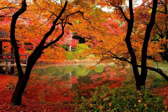 Kyoto Highlights: Half Day Customized World Heritage Walking Tour - Kyoto Botanical Garden: A Reset Button Between Big Sights