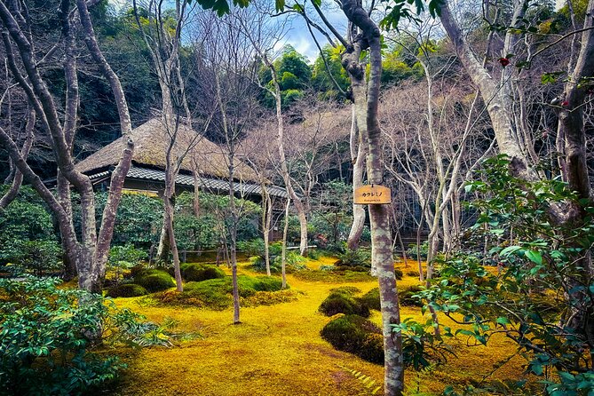 Kyoto Highlights & Hidden Gems in Nature (Private Van Eng-Guide) - Sacred trees and secret cedar spots in north Arashiyama