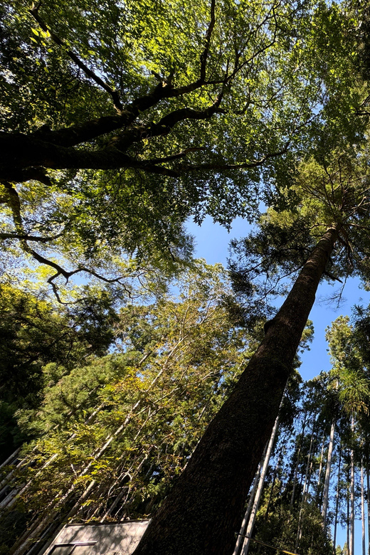Kyoto: Kifune Shrine and the Sacred Kifune Valley Day Trip - Kyoto to Kifune: a calm break from city pace