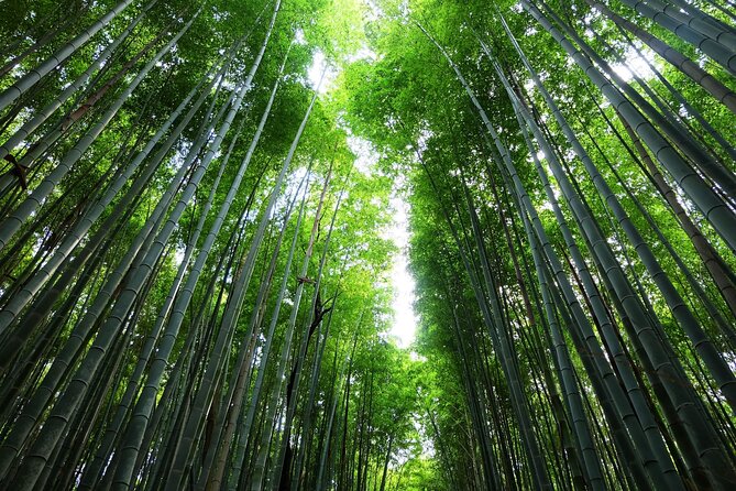 Kyoto Morning Tour with English Speaking Guide - Stop 1: Fushimi Inari-taisha Shrine and the torii gate climb