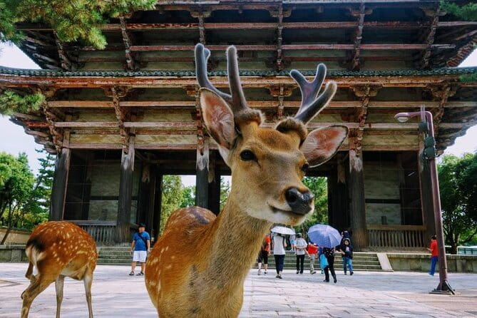 Kyoto & Nara Day Tour: Golden Pavilion, Fushimi Inari & Deer Park - Nara Deer Park and Todai-ji: the moment the day clicks