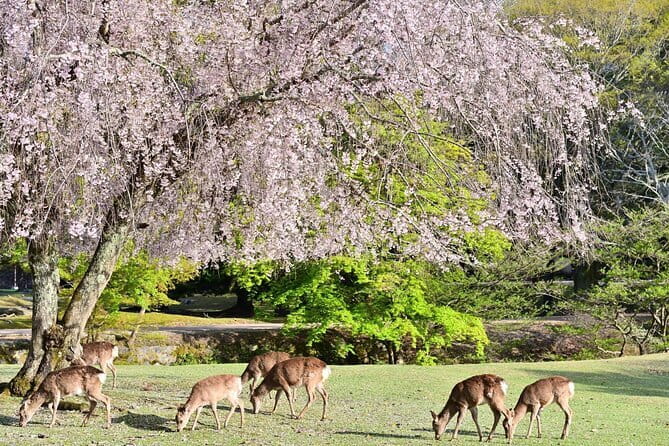 Kyoto & Nara Day Tour: Golden Pavilion, Fushimi Inari & Deer Park - Golden Pavilion at Kinkaku-ji: how to use 40 minutes well