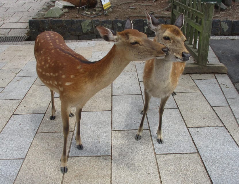 KYOTO-NARA: Giant Buddha Deer Pagoda "Geisya" (Italian, full day) - The Return to Kyoto Station and Your One-Hour Break