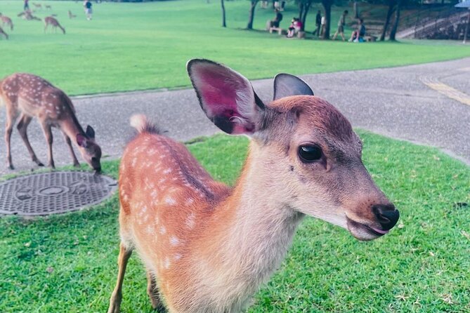 Kyoto & Nara: Private Day Tour by luxury Vehicle & English Guide - Why this private Kyoto and Nara day feels different than DIY