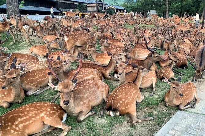 Kyoto & Nara Private Tour from Osaka Kyoto Hotel Pick-up - Key things to know before you go