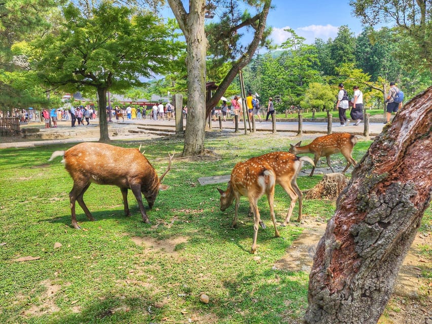 Kyoto: Nara, Todaiji, Kasuga Taisha Shrine Private Full Day - A Private Nara Day From Kyoto That Feels Straightforward