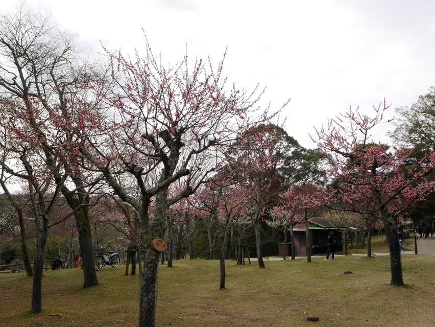Kyoto: Nara, Todaiji, Kasuga Taisha Shrine Private Full Day - Lunch at Kotoya or Go Your Own Way