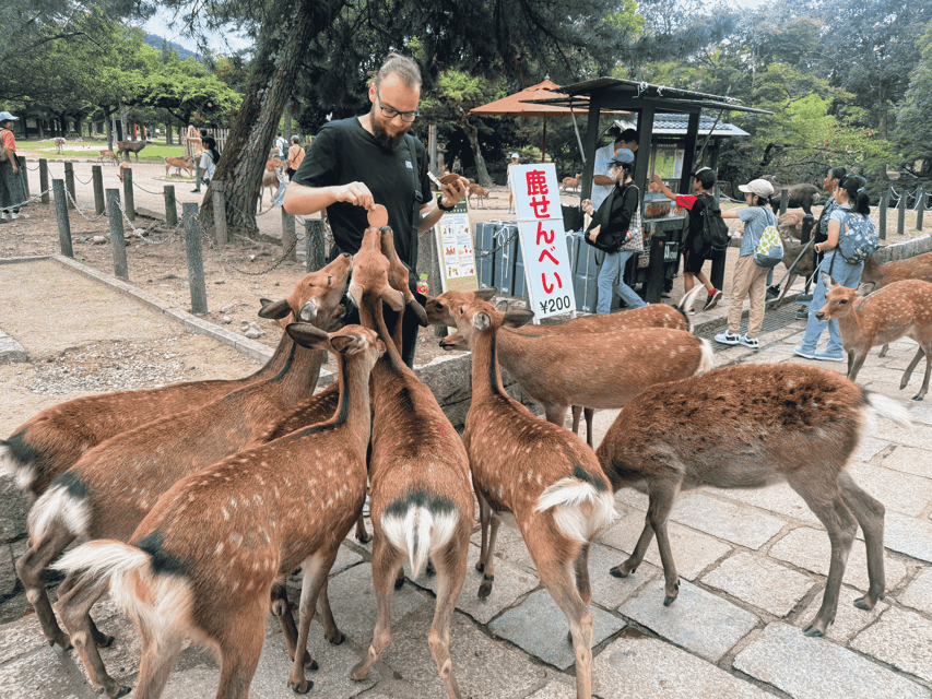 Kyoto: Nara & Traditional Matcha Experience Bus Tour - Coach comfort and logistics that actually matter