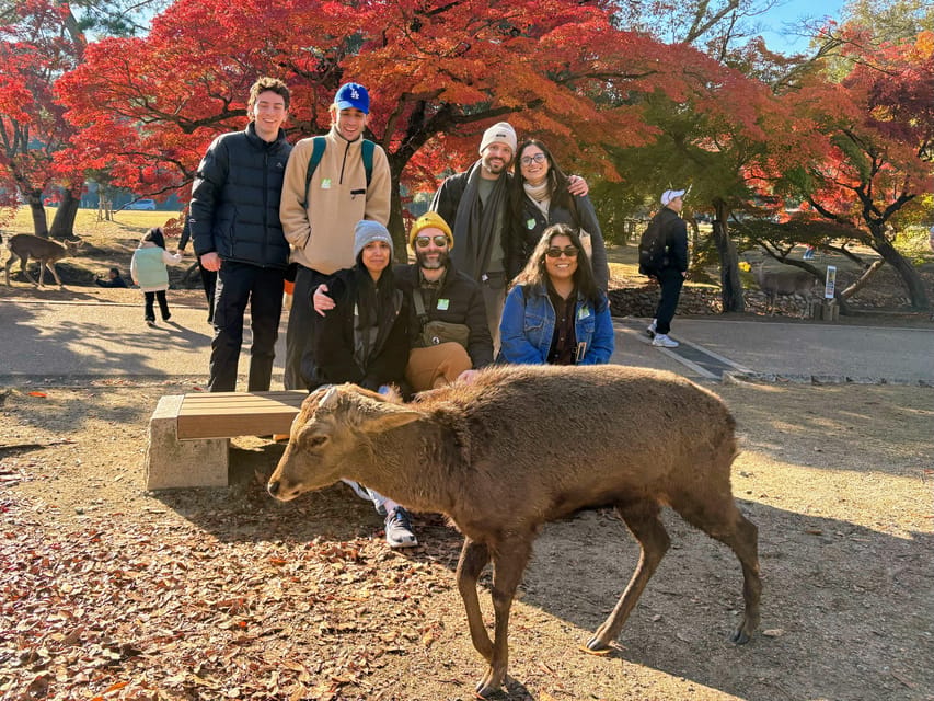 Kyoto: Nara & Traditional Matcha Experience Bus Tour - Price and value: what you’re actually paying for