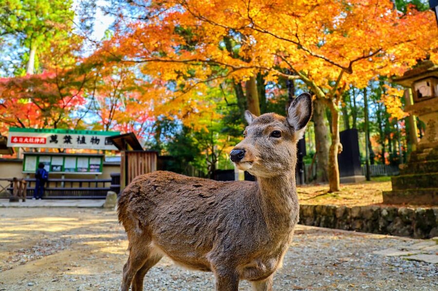 Kyoto: Nara & Traditional Matcha Experience Bus Tour - Meeting point: start where it’s easy near Kyoto Station