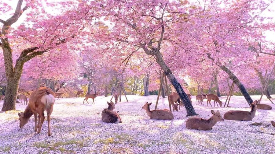 Kyoto/Osaka: Kyoto and Nara Customized Private Guided Tour - Key points to know before you go