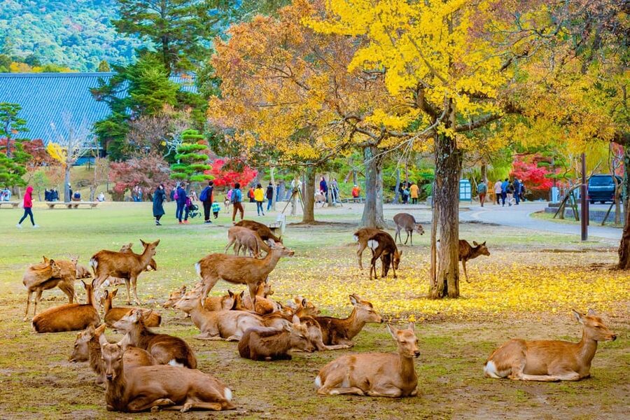 Kyoto/Osaka: Kyoto and Nara Customized Private Guided Tour - Arashiyama’s bamboo forest: start with atmosphere
