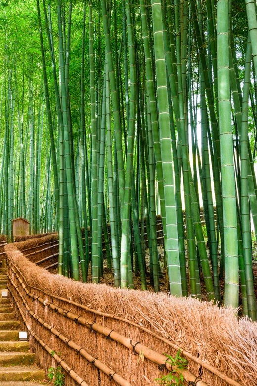 Kyoto/Osaka: Kyoto and Nara Customized Private Guided Tour - Crossing to Nara: keep the morning energy