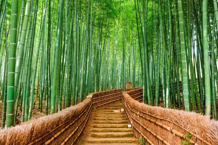 Kyoto/Osaka: Kyoto and Nara Customized Private Guided Tour - Nara Park deer: charming, but manage expectations