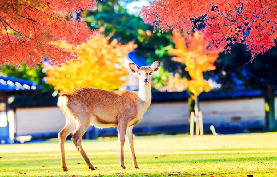 Kyoto/Osaka: Kyoto and Nara World Heritage Day Tour - A 10-Hour Kyoto and Nara Day: What You’re Really Signing Up For