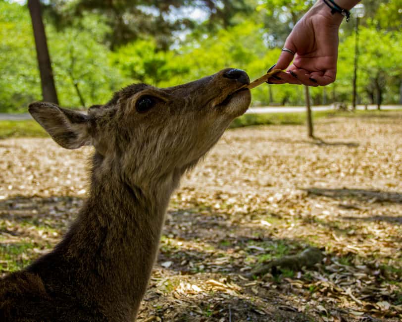 Kyoto/Osaka: Kyoto&Nara Customized Private Highlights Tour - Sanjusangen-do: A Quiet Marvel Between the Big Names