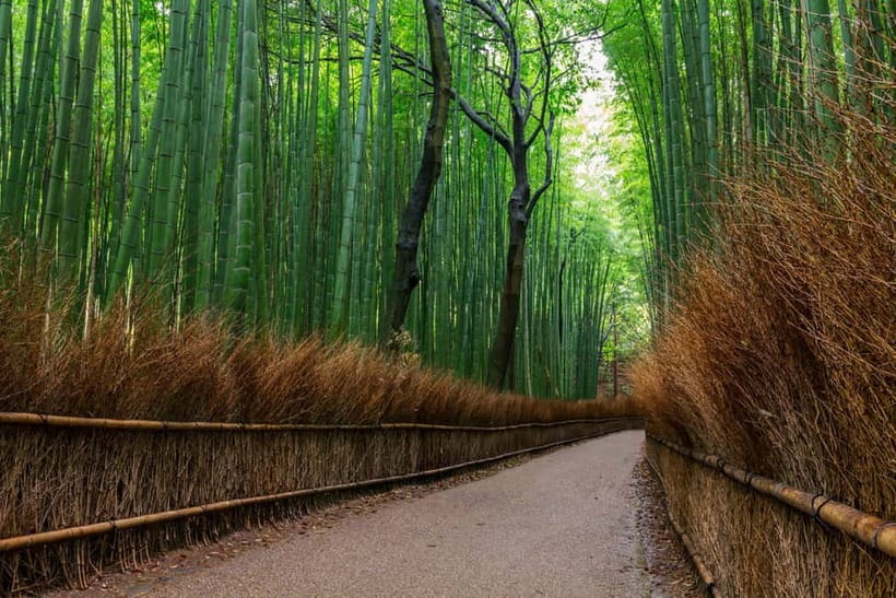 Kyoto/Osaka: Nara, Fushimi Inari Taisha, Arashiyama Bus Tour - Why This Day Tour Works (Even If You’re Short on Time)