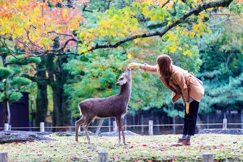 Kyoto/Osaka: Nara, Fushimi Inari Taisha, Arashiyama Bus Tour - Arashiyama Free Time: A Big Area With Good Timing