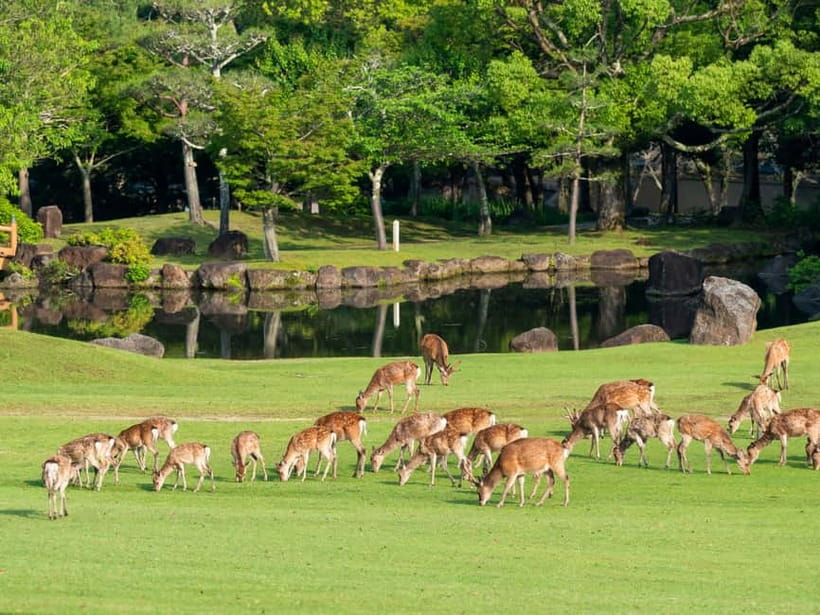 Kyoto/Osaka: Nara, Fushimi Inari Taisha, Arashiyama Bus Tour - Nonomiya Shrine: Love and Academic Blessings, With a Rare Gate