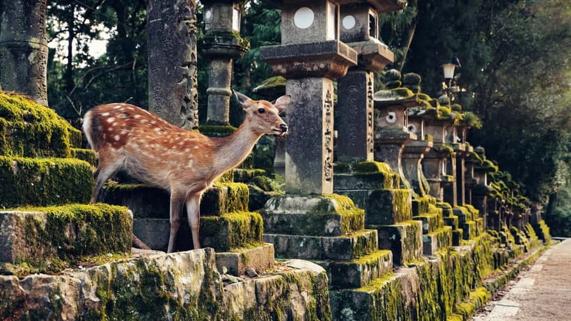 Kyoto/Osaka: Nara, Fushimi Inari Taisha, Arashiyama Bus Tour - Tenryu-ji Temple (Extra Fee): UNESCO Grounds With Garden Views