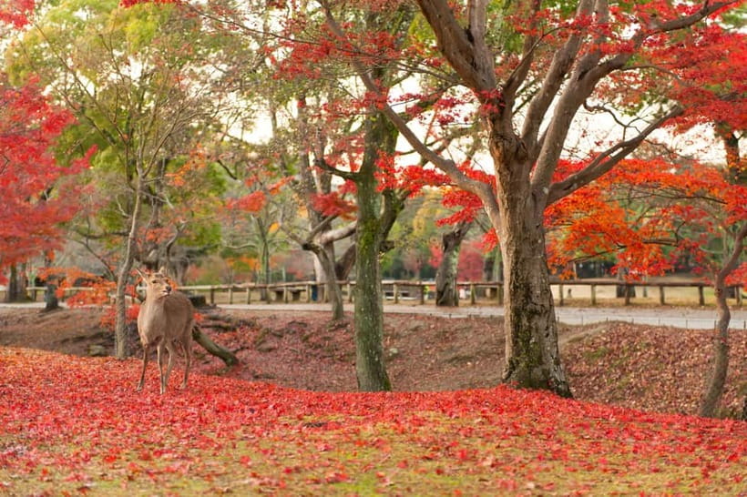 Kyoto/Osaka: Nara, Fushimi Inari Taisha, Arashiyama Bus Tour - Togetsukyo Bridge: Classic Arashiyama Views