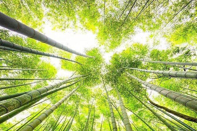 Kyoto, Osaka, Nara Private Tour by Car English Driver Guide - The Guide Factor: When It Works Great and When You’ll Want to Push