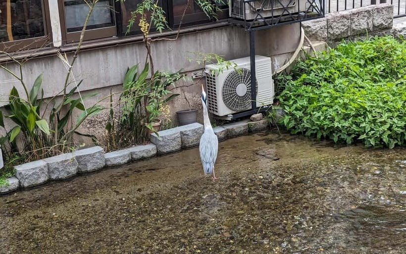 Kyoto: Personalize, private tour (3h, 5h, 8h) [W/Car Option] - The real value question: what you pay (and what you don’t) at $76 per group