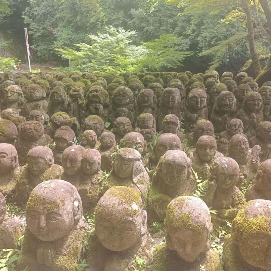Kyoto: Private Customizable Day Trip by Car - Price and value: $581 per group up to 6, and when it’s a bargain