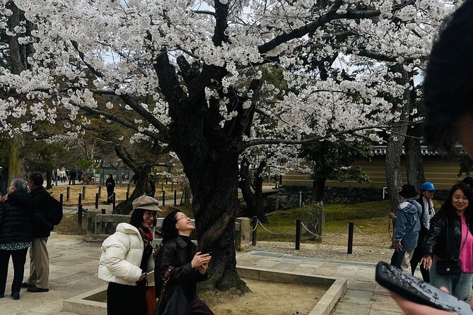 Kyoto Private & Customizable Tour with English-Speaking Driver - Stop 6: Fushimi Inari-taisha and Its Thousands of Torii
