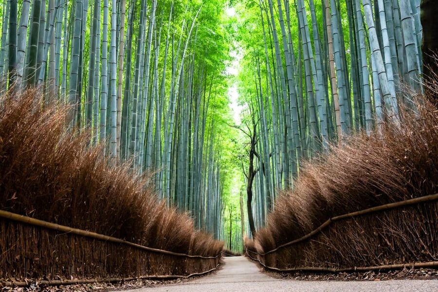 Kyoto: Private Full-Day Tour by Car - Food stops you can plan around: from traditional meals to matcha treats
