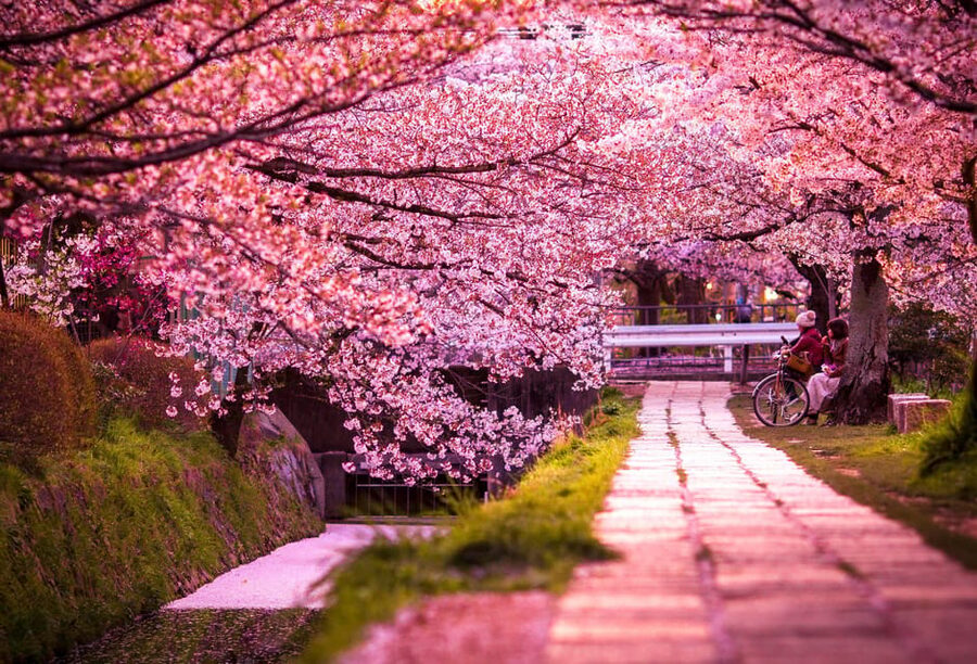 Kyoto: Private Highlights Tour with Guide and Luxury Vehicle - How the guide can change everything (Yash, Sam, Bagas, and more)