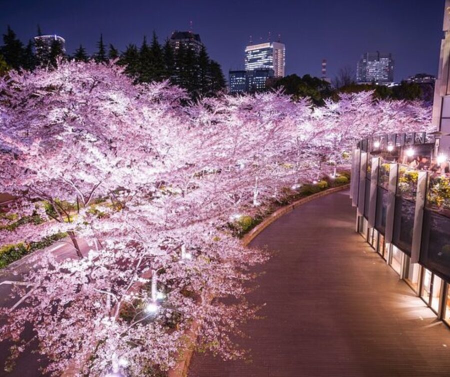 Kyoto: Private Highlights Tour with Guide and Luxury Vehicle - The bonus temples: where Ginkaku-ji and Sanjūsangen-dō fit