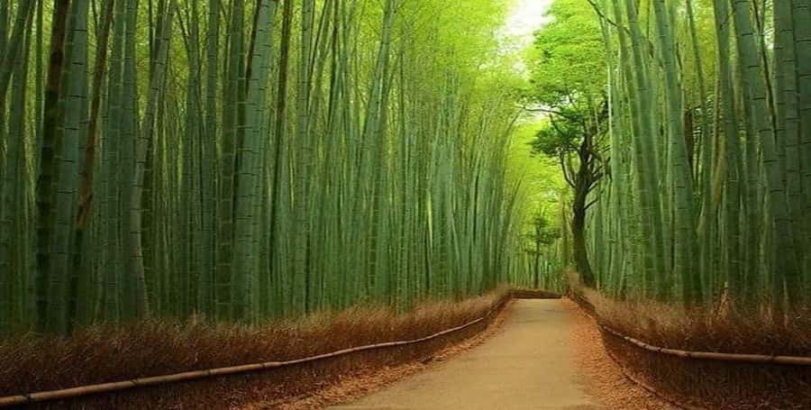 Kyoto:Private Tour/Luxury Vehicle with Guide & photographer - Key highlights at a glance
