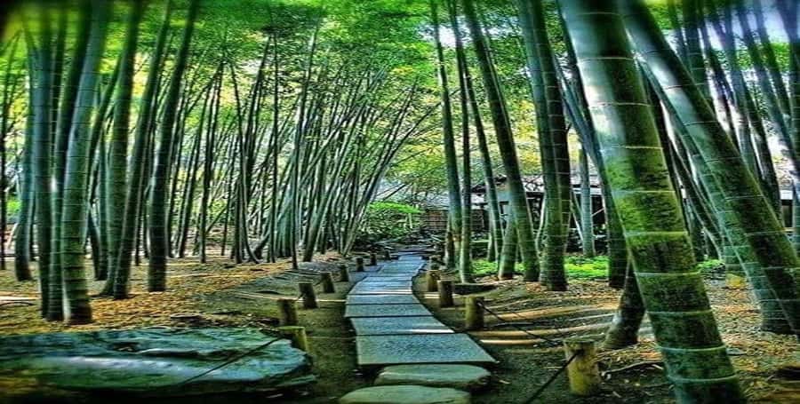 Kyoto:Private Tour/Luxury Vehicle with Guide & photographer - Price and value: is $407 per group a good deal?