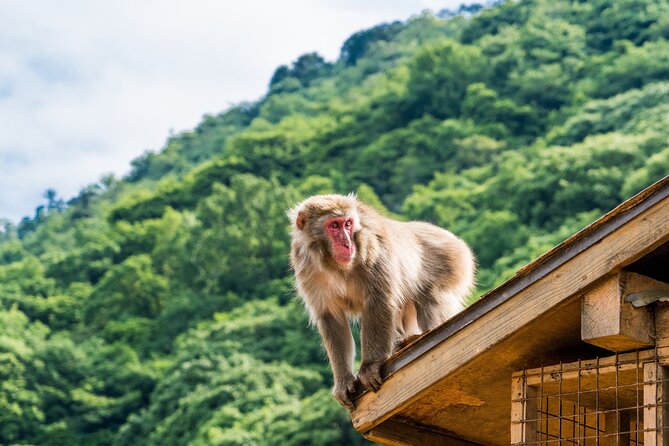 Kyoto's Top City Highlights: 2-Day Private Tour Experience - Who this tour is best for