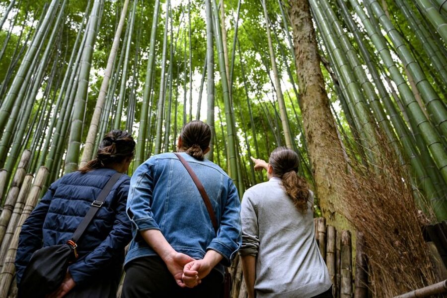 Kyoto to Arashiyama Day Trip - Private & Personalized - Monkey Park Iwatayama: Macaques, Views, and a Crowd-Control Win