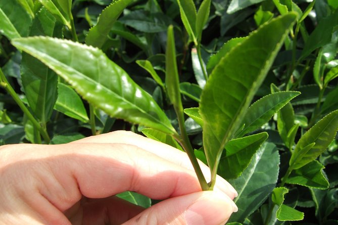 Matcha Green Tea Plantation and Matcha Factory Visit - Key things to look forward to in the Uji matcha plantation tour