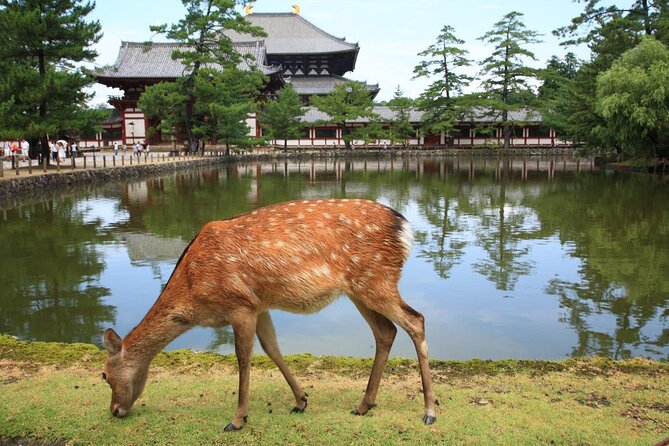 Nara 8hr Private Tour - Kyoto DEP. with Licensed Guide - Key highlights worth planning around