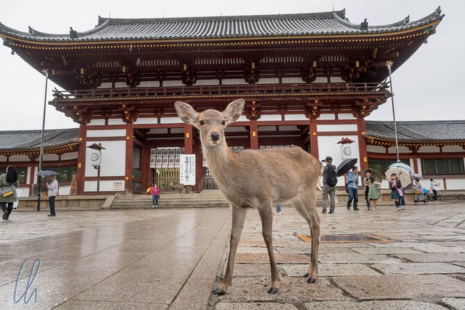 Nara Park, Osaka & Kobe from Kyoto Full Day tour - Osaka Castle: the walk is part of the experience, and entry is extra