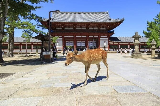 NARUTO & BORUTO at Nijigen no Mori Park Entry& Bus Transportation - Chi no Maki Earth Scroll Mission: the 12-seal seal hunt