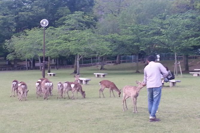 One-Day Walking Tour of Amazing 8th Century Capital Nara - Naramachi: Start in a Temple Town Turned Merchant Neighborhood