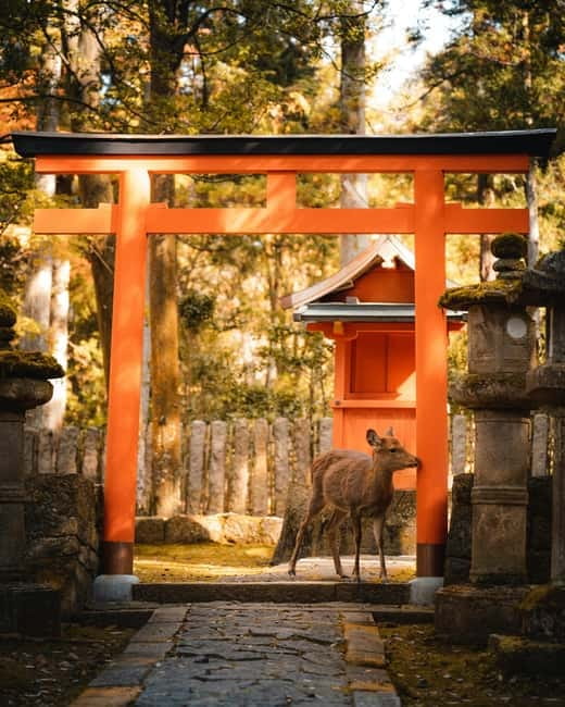 Osaka: Kyoto and Nara Private Day Trip - Key highlights at a glance