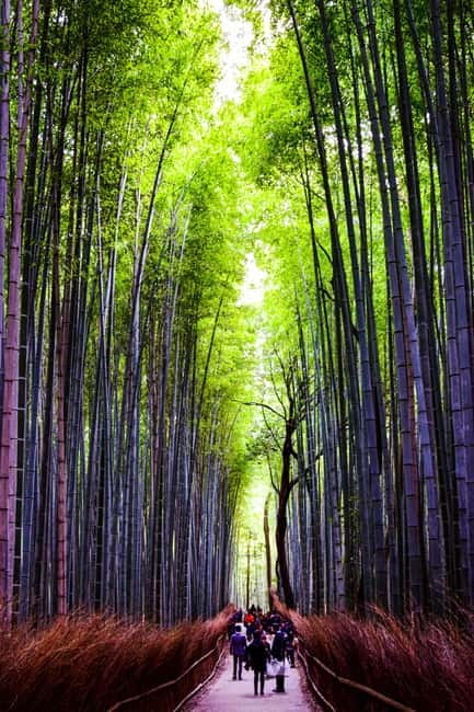 Osaka: Kyoto and Nara Private Day Trip - Private van logistics: the real value of an Osaka to Nara and Kyoto day