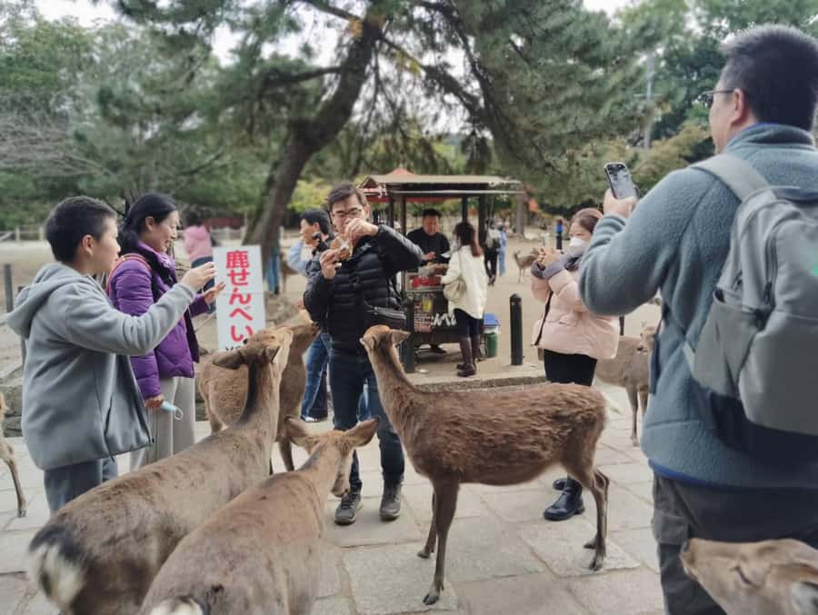 Osaka/Kyoto: Arashiyama, Nara & Fushimi Inari Shrine w/Lunch - What the guide experience feels like (names you may hear on the bus)