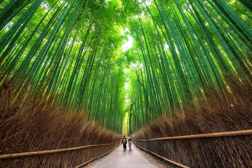 Osaka/Kyoto: Katsuoji, Kinkakuji, Arashiyama 1-Day Bus Tour - What to bring so the day feels easy