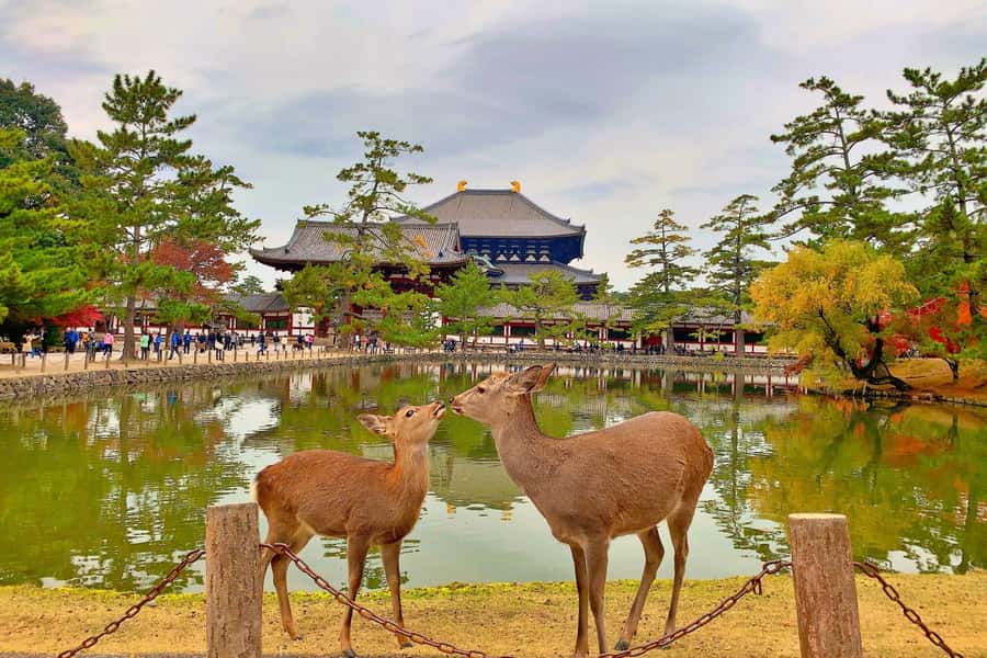 Osaka/Kyoto:Kinkakuji,Arashiyama,FushimiInariShrine,NaraPark - Key highlights before you go