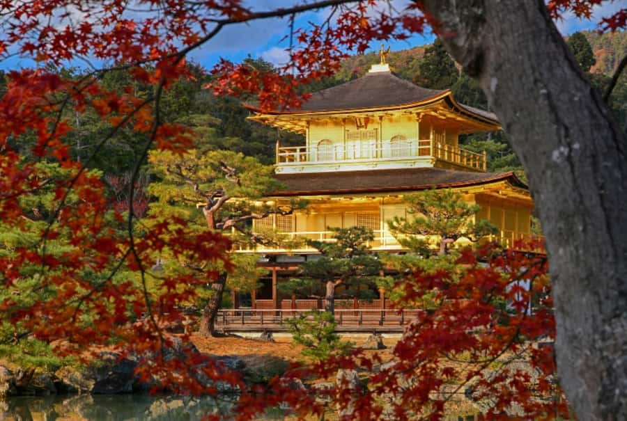 Osaka/Kyoto:Kinkakuji,Arashiyama,FushimiInariShrine,NaraPark - Nara Park first: deer encounters without the stress